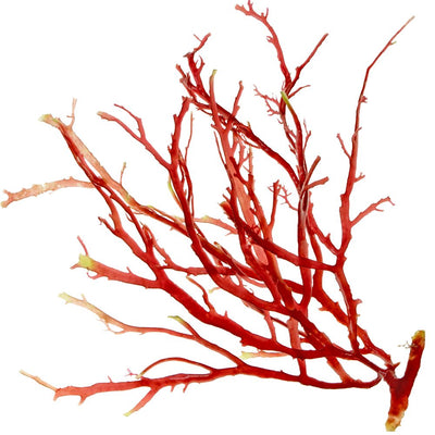 Astaxanthin